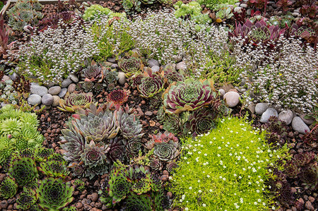 simsearch:6118-09183434,k - High angle view of flower bed with selection of succulent plants in a garden. Stockbilder - Premium RF Lizenzfrei, Bildnummer: 6118-09183395