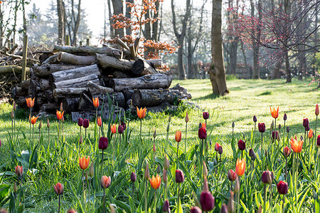 Orchard with a bed of tulips with red and orange pointed blossoms and a stack of logs in the background. Photographie de stock - Premium Libres de Droits, Code: 6118-09183399