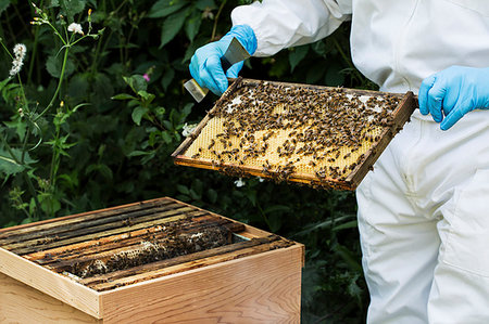 simsearch:6113-08220461,k - Beekeeper wearing protective suit at work, inspecting wooden beehive. Photographie de stock - Premium Libres de Droits, Code: 6118-09183303