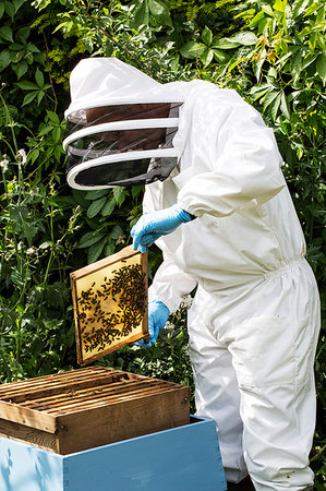 simsearch:6113-08220461,k - Beekeeper wearing protective suit at work, inspecting wooden beehive. Photographie de stock - Premium Libres de Droits, Code: 6118-09183300