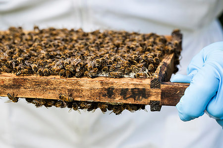 simsearch:6113-08220461,k - Beekeeper wearing protective suit at work, inspecting wooden beehive. Photographie de stock - Premium Libres de Droits, Code: 6118-09183307