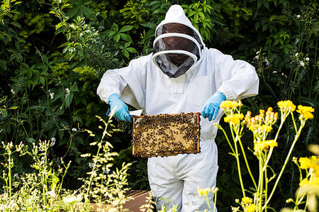 simsearch:6113-08220461,k - Beekeeper wearing protective suit at work, inspecting wooden beehive. Photographie de stock - Premium Libres de Droits, Code: 6118-09183308