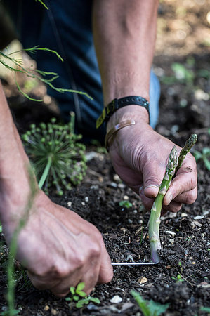 Close up of person picking green asparagus in garden. Foto de stock - Royalty Free Premium, Número: 6118-09183320