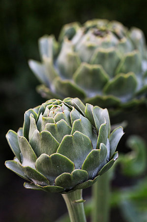 simsearch:6118-08947538,k - Close up of globe artichokes growing in a restaurant garden. Stock Photo - Premium Royalty-Free, Code: 6118-09183443