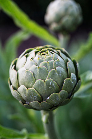 simsearch:6118-08947538,k - Close up of globe artichokes growing in a restaurant garden. Stock Photo - Premium Royalty-Free, Code: 6118-09183444
