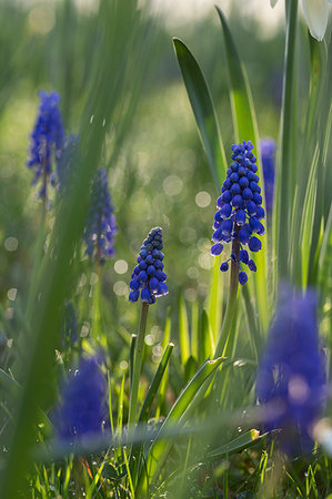 simsearch:6118-09183434,k - Close up of blue globe hyacinths. Stockbilder - Premium RF Lizenzfrei, Bildnummer: 6118-09183405