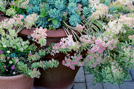 Close up of succulents with pale pink and green blossoms growing in terracotta pots. Stockbilder - Premium RF Lizenzfrei, Bildnummer: 6118-09183413