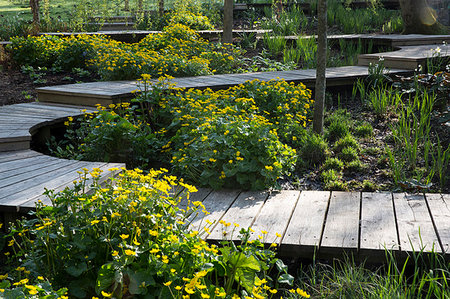 simsearch:6118-09183415,k - Plants with yellow blossoms growing around curved wooden boardwalk in a garden. Stock Photo - Premium Royalty-Free, Code: 6118-09183411