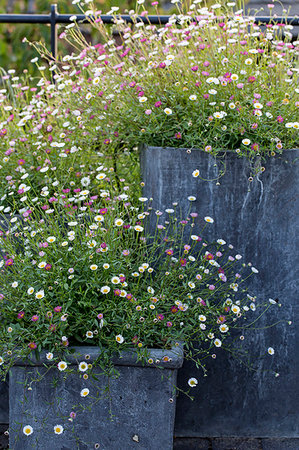 simsearch:6118-09183434,k - Close up of an abundance of wild daisy flowers growing in grey containers. Stockbilder - Premium RF Lizenzfrei, Bildnummer: 6118-09183414