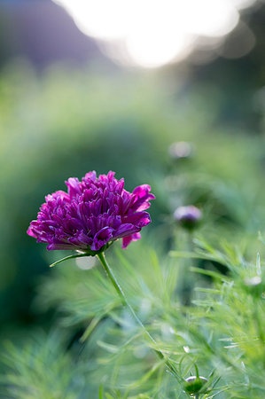 square - Close up of wild flower with purple blossom. Photographie de stock - Premium Libres de Droits, Code: 6118-09183415