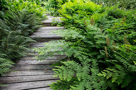 simsearch:6118-09183434,k - Fern growing around curved wooden boardwalk in a garden. Stockbilder - Premium RF Lizenzfrei, Bildnummer: 6118-09183421
