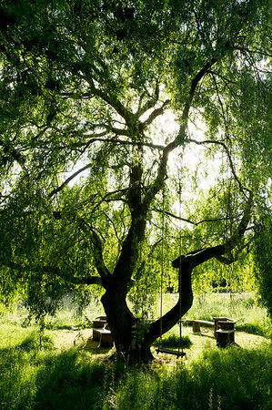 Outdoor bench and table underneath large willow tree with swing hanging from one branch. Photographie de stock - Premium Libres de Droits, Code: 6118-09183422