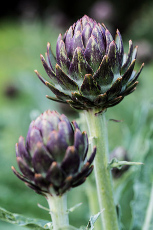 simsearch:6118-08947538,k - Close up of globe artichokes growing in a restaurant garden. Stock Photo - Premium Royalty-Free, Code: 6118-09183427