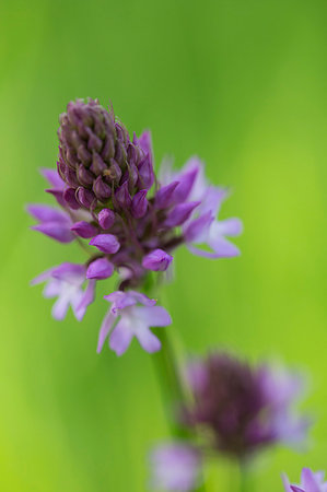 Close up of Allium flower with delicate purple blossoms. Foto de stock - Sin royalties Premium, Código: 6118-09183425