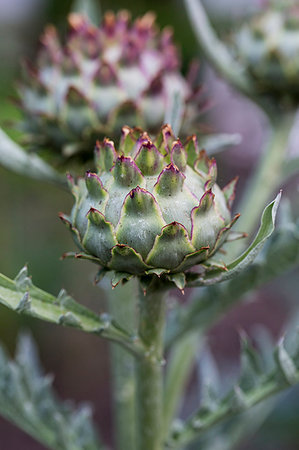 simsearch:6118-08947538,k - Close up of globe artichokes growing in a restaurant garden. Stock Photo - Premium Royalty-Free, Code: 6118-09183428