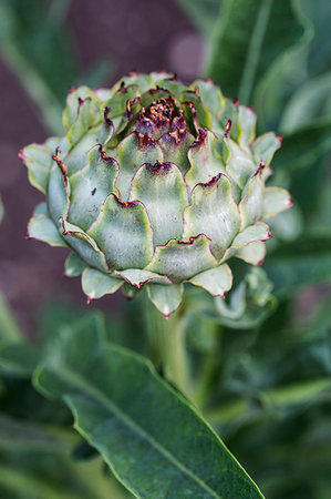 simsearch:6118-08947538,k - Close up of globe artichokes growing in a restaurant garden. Stock Photo - Premium Royalty-Free, Code: 6118-09183429