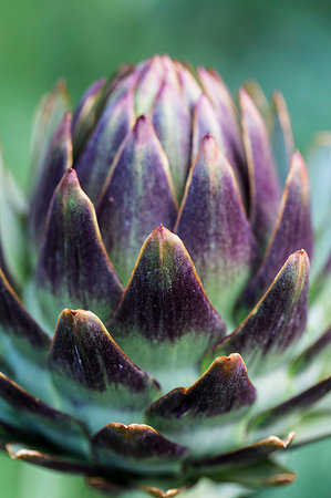 simsearch:6118-08947538,k - Close up of globe artichokes growing in a restaurant garden. Stock Photo - Premium Royalty-Free, Code: 6118-09183430