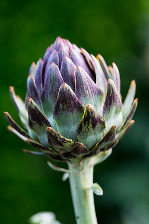 simsearch:6118-08947538,k - Close up of globe artichokes growing in a restaurant garden. Stock Photo - Premium Royalty-Free, Code: 6118-09183431