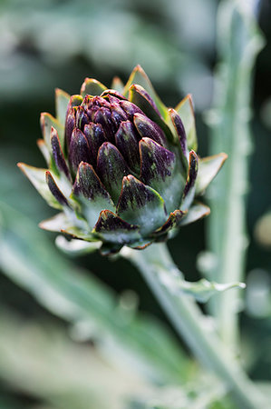 simsearch:6118-08947538,k - Close up of globe artichokes growing in a restaurant garden. Stock Photo - Premium Royalty-Free, Code: 6118-09183432