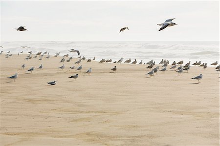 simsearch:6118-09112061,k - Large flock of seagulls on sandy beach by ocean. Foto de stock - Sin royalties Premium, Código: 6118-09112068