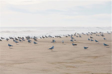 seagulls at beach - Large flock of seagulls on sandy beach by ocean. Stock Photo - Premium Royalty-Free, Code: 6118-09112069