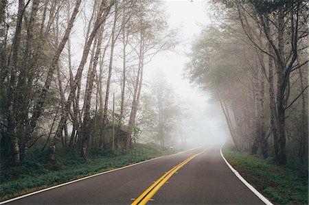 Rural highway through a forest of alder trees into the distance, mist hanging in the trees. Stock Photo - Premium Royalty-Free, Code: 6118-09112096