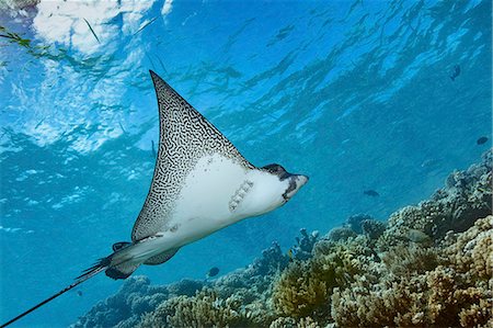 simsearch:6118-09112143,k - Graceful spotted eagle ray swimming across a coral reef in Fakarava. Photographie de stock - Premium Libres de Droits, Code: 6118-09112143