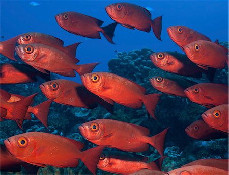 shoal of red fish - Large school of Crescent tail bigeye with vivid red coloured skin. Stock Photo - Premium Royalty-Free, Code: 6118-09112140