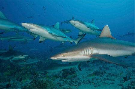 simsearch:400-05694509,k - Grey reef sharks in the islands of the South Pacific. Foto de stock - Royalty Free Premium, Número: 6118-09112141