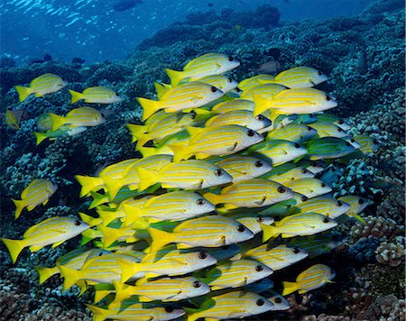 Large school of Blue-line snapper on a coral reef in French Polynesia Photographie de stock - Premium Libres de Droits, Code: 6118-09112144