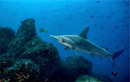 simsearch:6118-09112156,k - Scalloped hammerhead shark swimming among other fish over the seabed, Galapagos Islands Photographie de stock - Premium Libres de Droits, Code: 6118-09112153