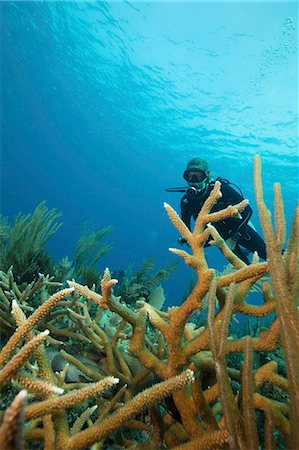 submerging - A scuba diver underwater.  Staghorn coral branches growing up from the reef. Stock Photo - Premium Royalty-Free, Code: 6118-09112154