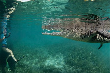 A snorkeler, diver in the water with a socially interactive crocodile at the Garden of the Queens, Cuba. Stock Photo - Premium Royalty-Free, Code: 6118-09112155