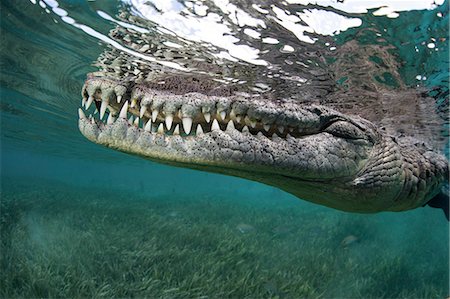 simsearch:6118-09112155,k - Nino, a socially interactive crocodile at the Garden of the Queens, Cuba. Underwater shot, close up of the animal snout. Photographie de stock - Premium Libres de Droits, Code: 6118-09112159