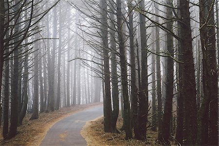 A road winding through trees in the forest, mist hanging in the air. Stock Photo - Premium Royalty-Free, Code: 6118-09112101