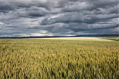 simsearch:6118-09173874,k - Wheat field areas of eastern Washington, USA Foto de stock - Sin royalties Premium, Código: 6118-09139498