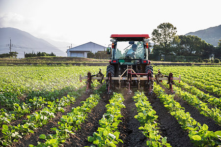 Japanese farmer driving red tractor through a field of soy bean plants. Stock Photo - Premium Royalty-Free, Code: 6118-09200140