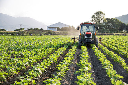 Japanese farmer driving red tractor through a field of soy bean plants. Stock Photo - Premium Royalty-Free, Code: 6118-09200141