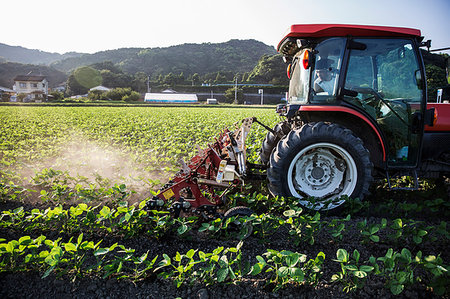 Japanese farmer driving red tractor through a field of soy bean plants. Stock Photo - Premium Royalty-Free, Code: 6118-09200142
