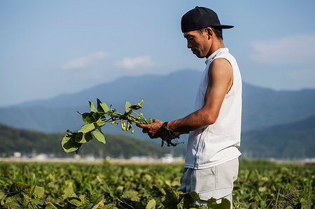 Japanese farmer wearing black cap standing in a field, holding soy bean plants. Stock Photo - Premium Royalty-Free, Code: 6118-09200123