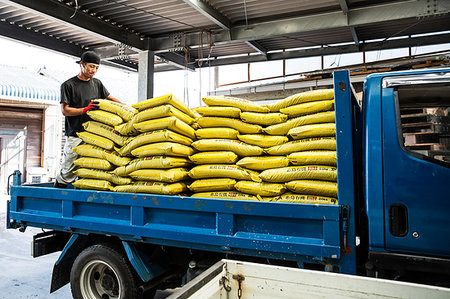 Japanese farmer wearing black cap standing on a blue truck, stacking yellow plastic sacks. Stock Photo - Premium Royalty-Free, Code: 6118-09200131