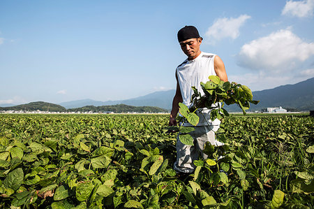 Japanese farmer standing in a field, holding soy bean plants. Stock Photo - Premium Royalty-Free, Code: 6118-09200136