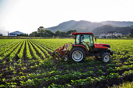 Japanese farmer driving red tractor through a field of soy bean plants. Stock Photo - Premium Royalty-Free, Code: 6118-09200138