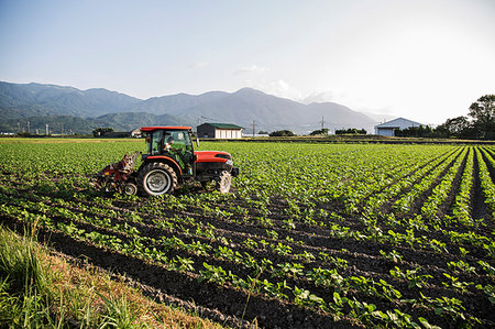 Japanese farmer driving red tractor through a field of soy bean plants. Stock Photo - Premium Royalty-Free, Code: 6118-09200139
