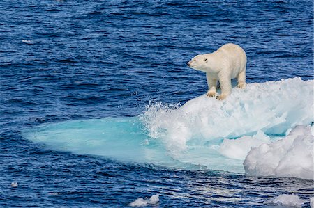 Adult polar bear (Ursus maritimus) on small ice floe, Cumberland Peninsula, Baffin Island, Nunavut, Canada, North America Foto de stock - Royalty Free Premium, Número: 6119-07443673
