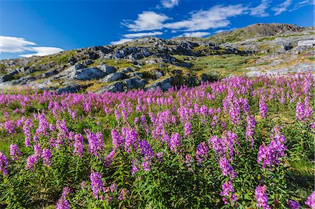 Dwarf fireweed (River Beauty willowherb) (Chamerion latifolium), Hebron, Labrador, Canada, North America Foto de stock - Sin royalties Premium, Código: 6119-07443689