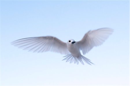 front view of flying bird - Common white-tern (Gygis alba), Denis Island, Seychelles, Indian Ocean, Africa Stock Photo - Premium Royalty-Free, Code: 6119-07443743