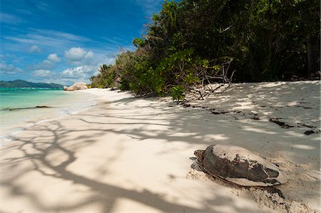 Sea turtle, Anse Source d'Argent beach, La Digue, Seychelles, Indian Ocean, Africa Photographie de stock - Premium Libres de Droits, Code: 6119-07443745