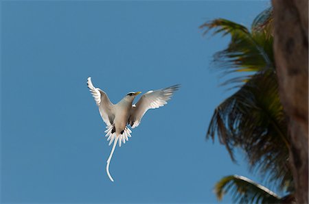 White-tailed tropicbird (Phaethon lepturus), Fregate Island, Seychelles, Indian Ocean, Africa Stock Photo - Premium Royalty-Free, Code: 6119-07443756