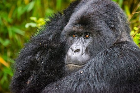 Mountain gorilla (Gorilla beringei beringei), Virunga National Park, Rwanda, Africa Photographie de stock - Premium Libres de Droits, Code: 6119-07443778